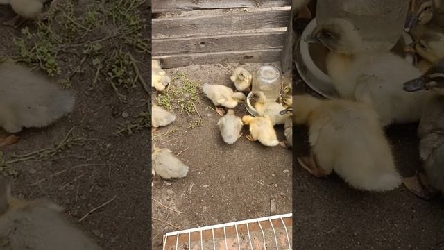 Голубой Фаворит, прекрасная утка для дома. смотреть онлайн