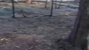 Собака, Мастино неаполитано (щенок, 9 месяцев)