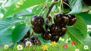 Черешня обыкновенная Ленинградская черная ? Посадка. саженцы, крупномеры черешни: особенности сорта