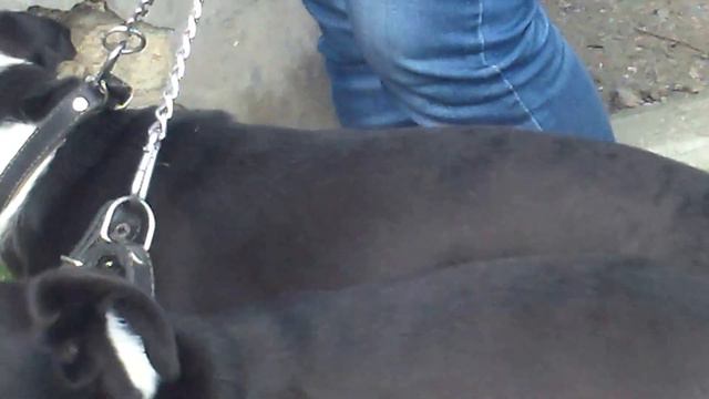 Сучки-близняшки смотреть онлайн