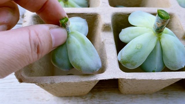 Succulent Vlog #7 Cutting Day смотреть онлайн