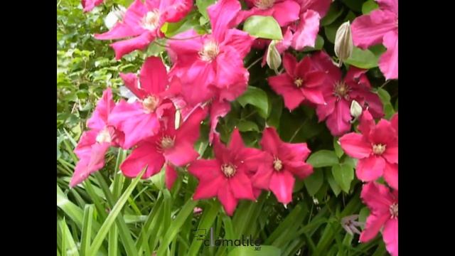 Clématite Ernest Markham by clematite.net - Spécialiste des plantes de jardin смотреть онлайн