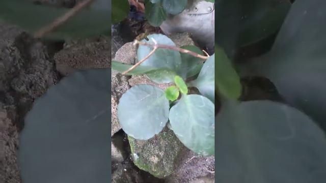 planta de flor roja, bonita flor смотреть онлайн