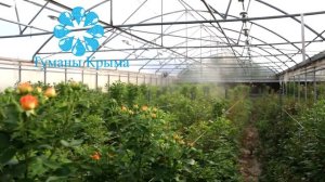 Системы туманообразования высокого давления в тепличных хозяйствах.