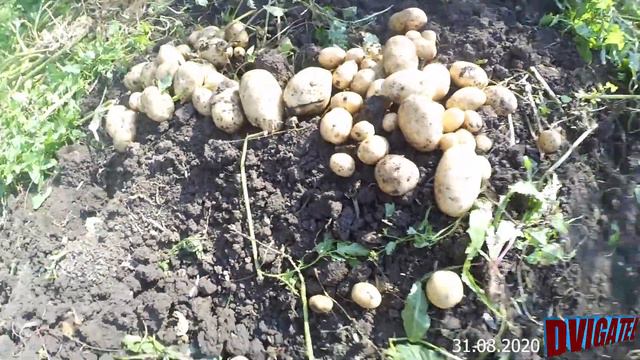 Пятерочный картофель - урожай собирай смотреть онлайн