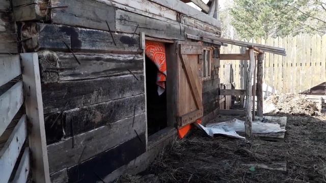 Забот полно и в огороде и в сарае. Вывозим навоз, освобождаем огород! смотреть онлайн