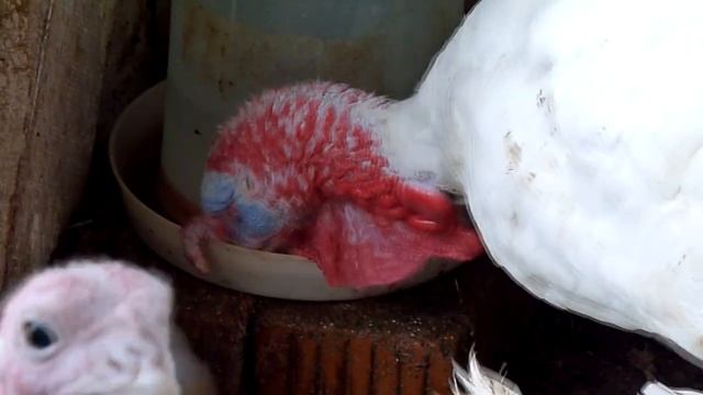 Индюки хайбрид конвертер 14 недель 3,5 месяца смотреть онлайн