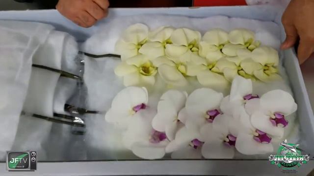 JFTV: USA Grown Phalaenopsis Orchids with the Fern смотреть онлайн