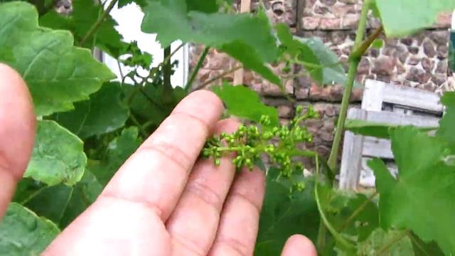 ??МегаСкоростное опыление винограда 2021. Виноград в Беларуси. Цветение винограда. смотреть онлайн