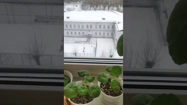 Обзор комнатных растений после зимовки. смотреть онлайн