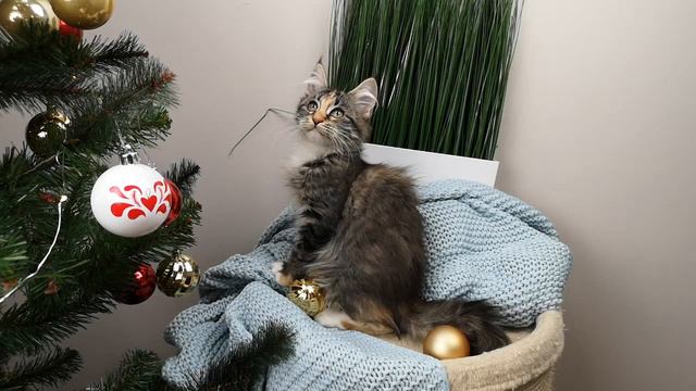 Котенок мейн-куна Carand'ache X-Otica смотреть онлайн