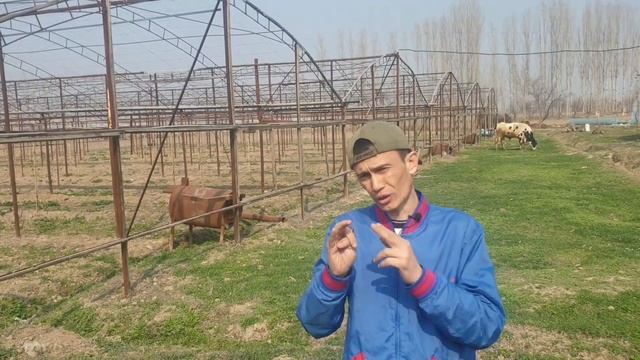Парник теплитца иссикхона сотилади +998994998092 смотреть онлайн