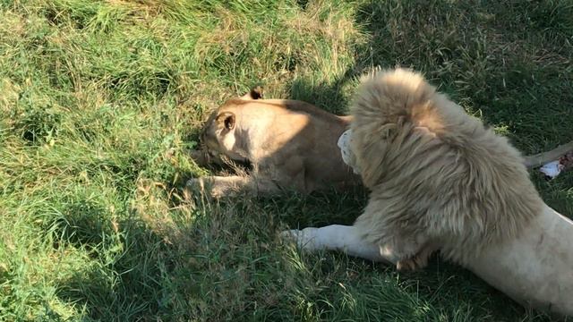 На кормление пришла лишь одна сладкая парочка) Тайган Only one couple came to the feeding) Taigan смотреть онлайн