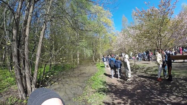 Цветущая сакура, Москва, Бирюлевский дендропарк, 10052021г. смотреть онлайн