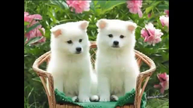 Скорость восстановления больных животных на Аква Бонусе! Аврора смотреть онлайн