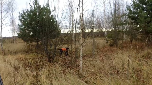 Woodcock hunting 2021. Гамбит прибил носатого. смотреть онлайн