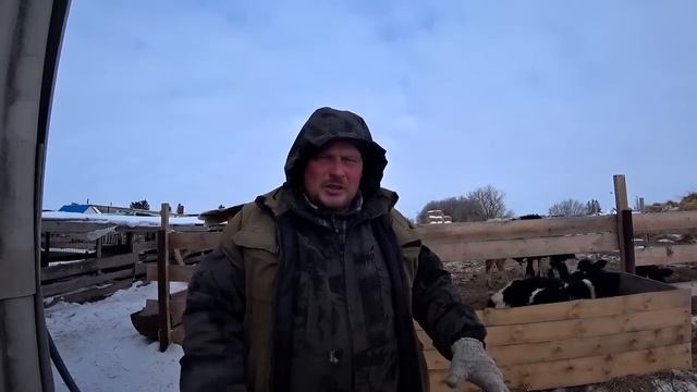 Почему отказались от разведения свиней. Как вырастить с телёнка хорошую корову. Омск Москаленки. смотреть онлайн