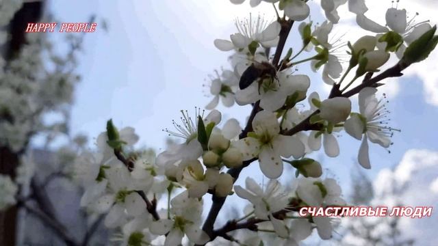 ВЕСНА В РАЗГАРЕ! ЗАЦВЕЛА СЛИВА!/ SPRING IS IN FULL SWING! BLOSSOMED PLUM TREE. смотреть онлайн