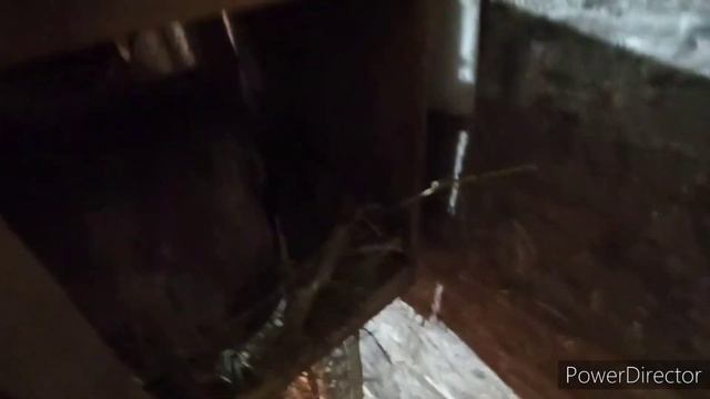 Количество яиц за два дня ?. Ужас ?. смотреть онлайн