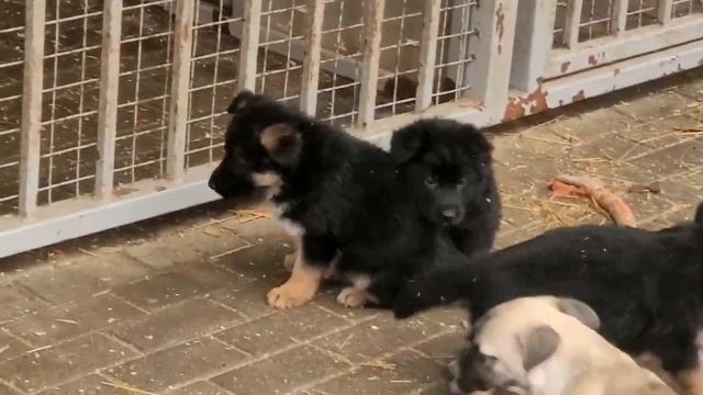 Щенки немецкой овчарки. д.р. 28.11.2023