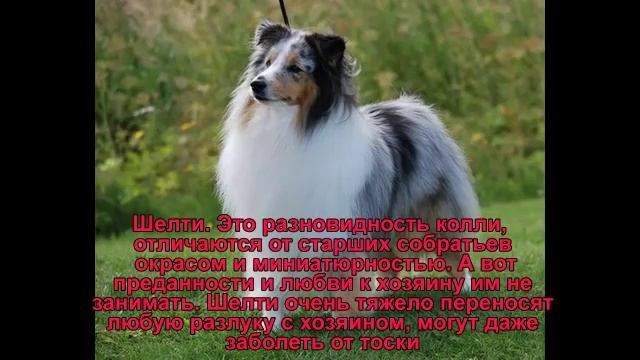 ТОП 10 Самых преданных пород собак / TOP 10 Most Loyal Dog Breeds