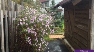 Сентябрины - цветы осени 2020. Обрезка куста.