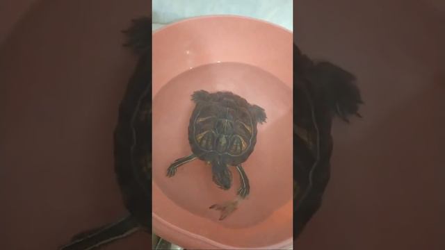 Что нужно есть, что бы дожить до ста лет! (Черепаха жрёт рыбу с костями и кишками🤢🤢🤢 смотреть онлайн