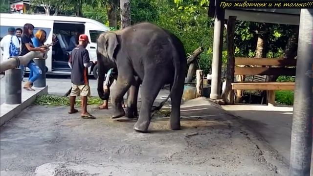 50 лет ногу слона стягивала колючая цепь! Когда её сняли гигант ЗAПЛAKAЛ. смотреть онлайн