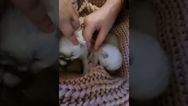 11 days old ragdoll kittens super cute fluffy white kitty catz mew meow please subscribe and like смотреть онлайн