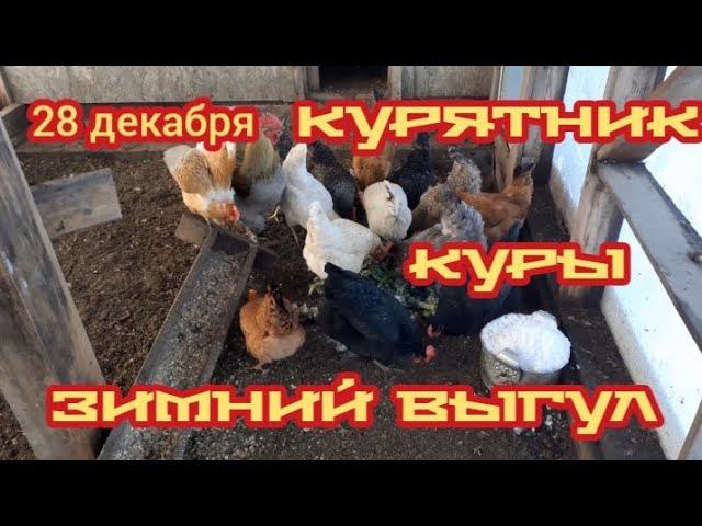 Днём в курятнике и на выгуле... смотреть онлайн