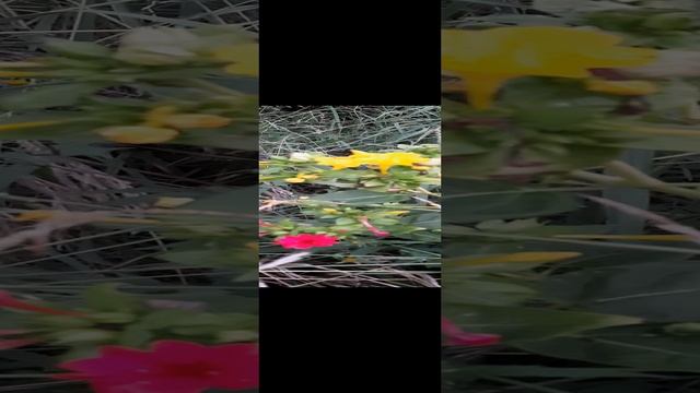 необычный взгляд на цвет