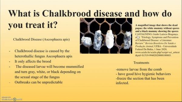The Hygienic Behavior of Bees as an Efficient Mechanism of Resistance to Chalkbrood disease