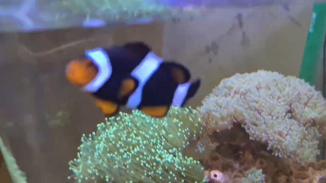 Морской Аквариум Dennerle NanoCube 60 литров смотреть онлайн