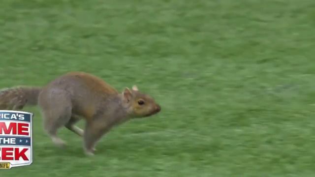 SQUIRREL RUN XD смотреть онлайн