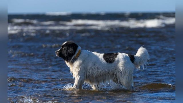 Удивительные истории о собаках Серия 1.Amazing Stories About Dogs Episode 1.#dogs #dogsvideo #собак