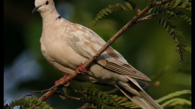 Гугутка гука в усои Г Пенджурова смотреть онлайн