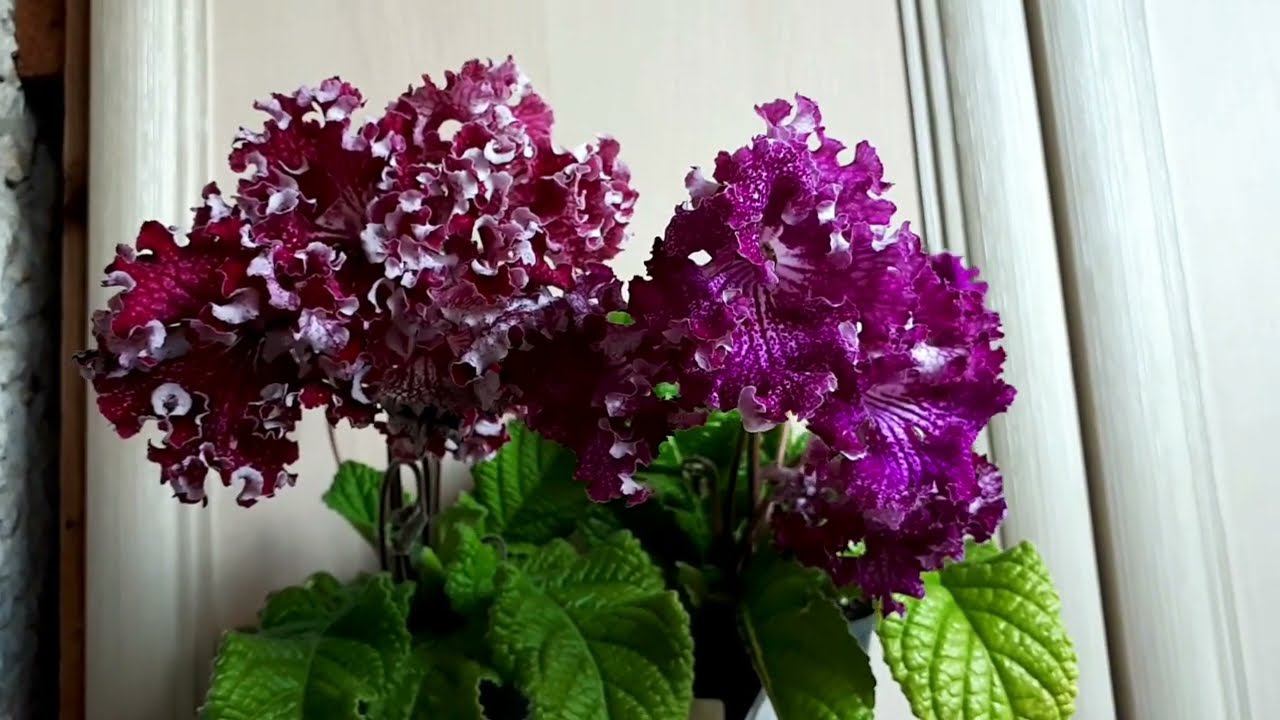 Стрептокарпусы ZM-Килимонджаро и ZM-Калипсо