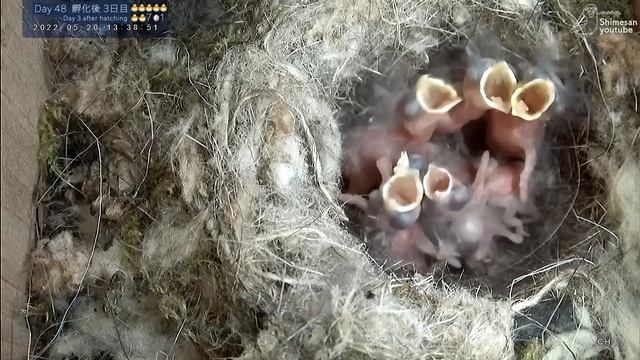 【たまご8つ→雛2羽...?】シジュウカラお母さんを襲う2つの試練・・巣作り子育て巣立ちまで64日間巣箱観察全記録（2022年1回目） смотреть онлайн