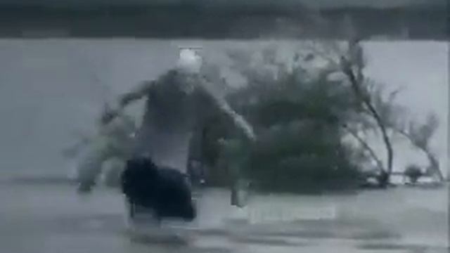 Трям Трям смотреть онлайн