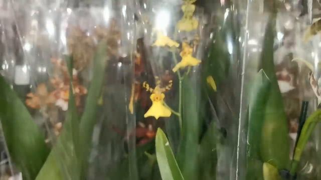 Леруа:ОГРОМНЫЙ завоз ОРХИДЕЙ!"Фантомы",ПЕЛОРИКИ,24.02.22.ТЦ "Космопорт",Самара,ул.Дыбенко,30. смотреть онлайн