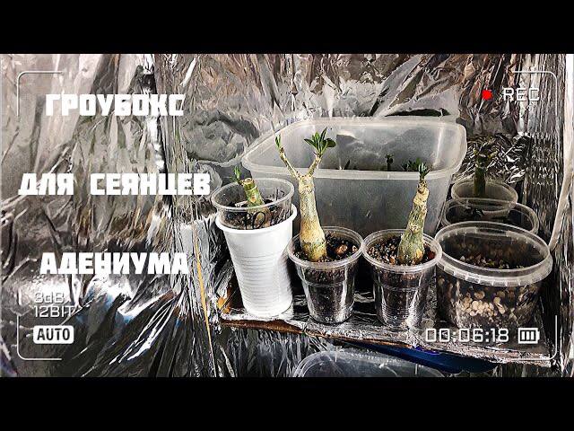 Гроубокс для сеянцев адениума. Гроубокс своими руками. Гроубокс из подручных материалов смотреть онлайн