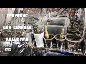 Гроубокс для сеянцев адениума. Гроубокс своими руками. Гроубокс из подручных материалов