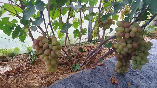 Калининградский виноград. Регион (Б 9-9) смотреть онлайн