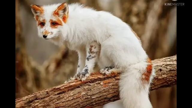 Как-бы выглядели в реальной жизни два скина лисы из WildCraft? (+ элементы персонажа Ховер) смотреть онлайн