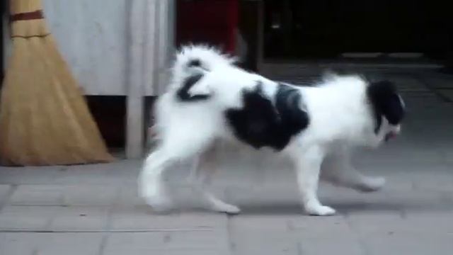 IGRIVIY LUCHIK TAMIKO (Д.р. 31.03.2018) смотреть онлайн