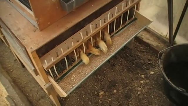 СОДЕРЖАНИЕ ЦЫПЛЯТ В БРУДЕРЕ // ПТИЦА смотреть онлайн