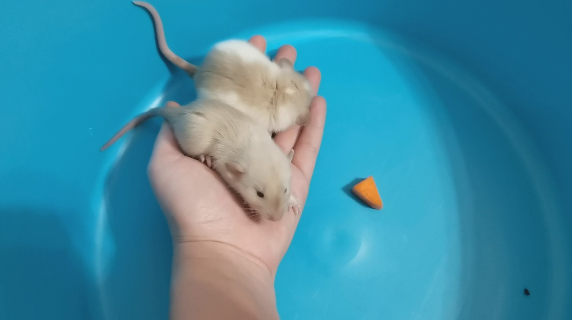 СЕАМСКИЕ КРЫСКИ СЕСТРИЧКИ :) смотреть онлайн