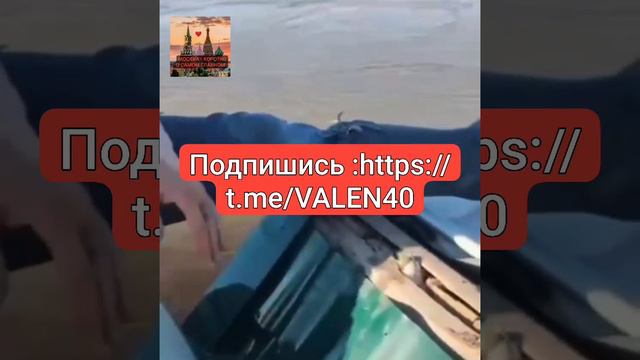 ОНИ ЕГО СПАСЛИ ❗️👍👏❤️ смотреть онлайн