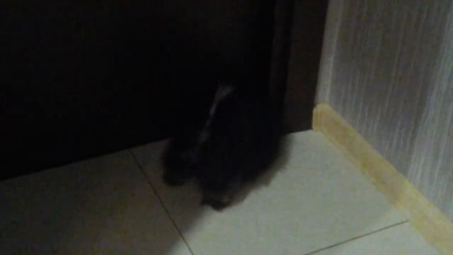 Лохматые попки