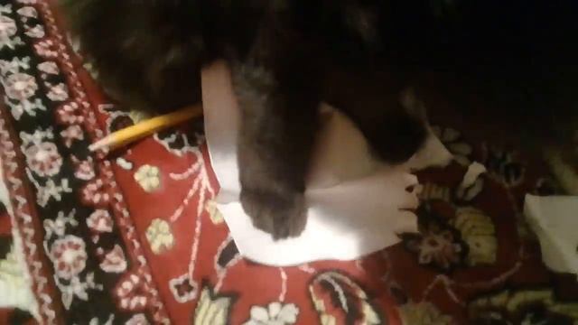 Чем моя кошка занимается в свободное время🐱🐱🐱🐱🐱 смотреть онлайн